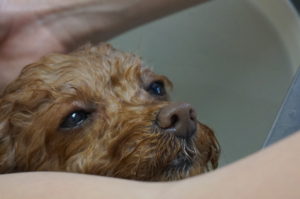 メルちゃん炭酸泉浴につかってマッサージ中