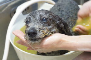 ゴマの助ハーブ湯