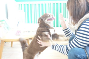 シュウちゃん仕上がり