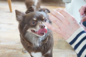 シュウちゃん飼い主さんと