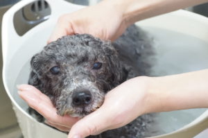 つぶちゃん炭酸泉