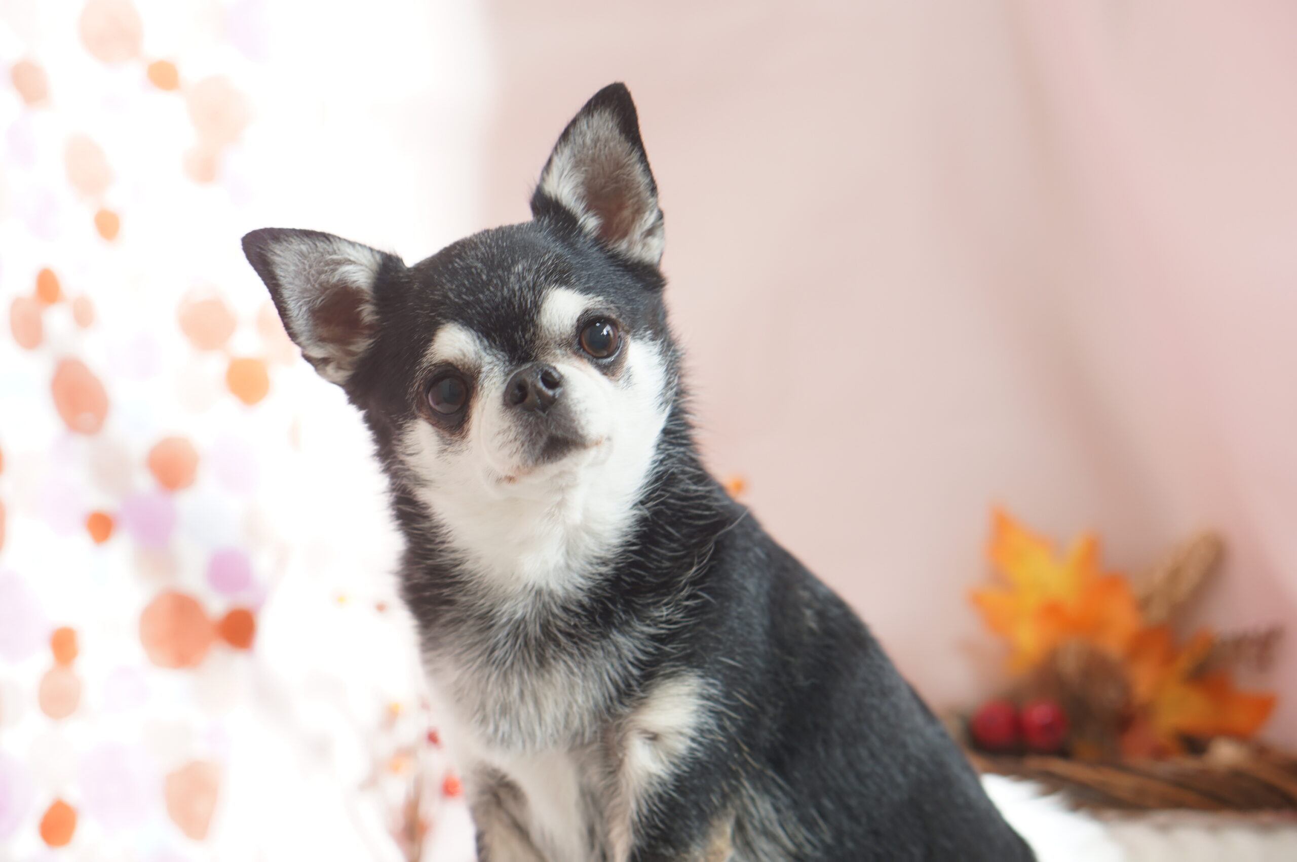 11/23本日のご来店ワンコさん - ワンコdeワンコ